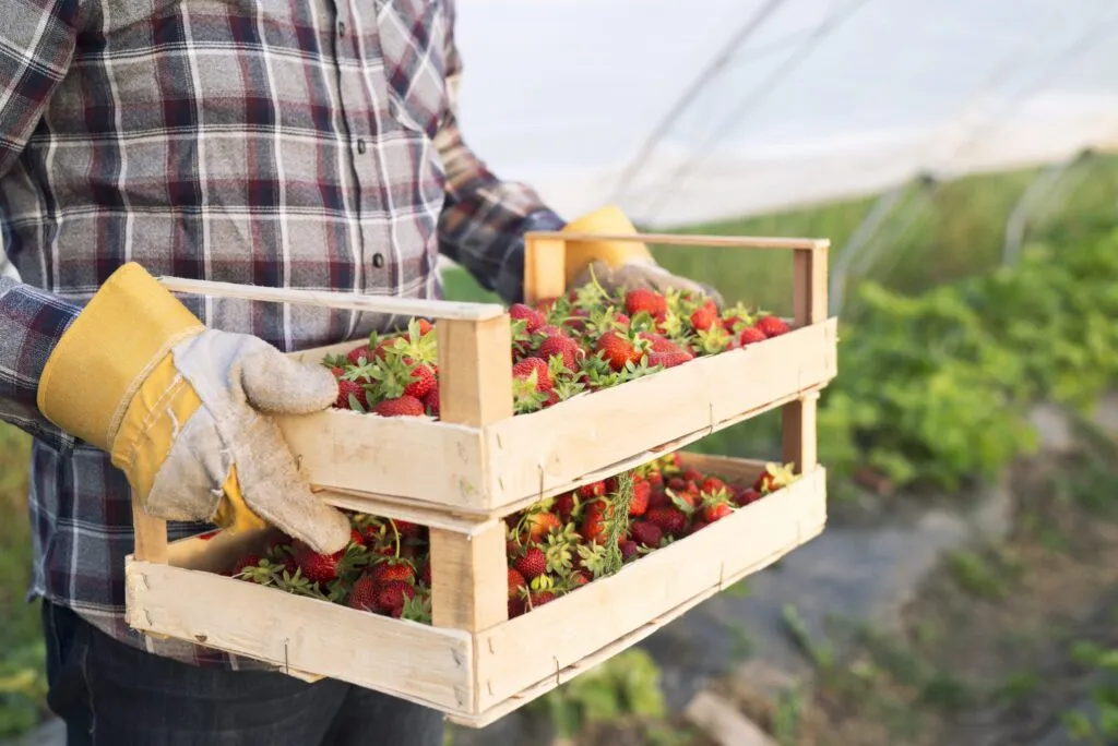 unrecognizable-farmer-in-casual-clothing-carrying-crate-full-of-freshly-harvested-strawberries